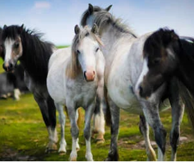 Chevaux