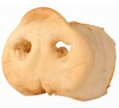NEZ DE PORC